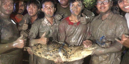 Cerita Relawan Tiga Hari Menangkap Buaya 2 Meter di Rawa Dekat Permukiman Warga