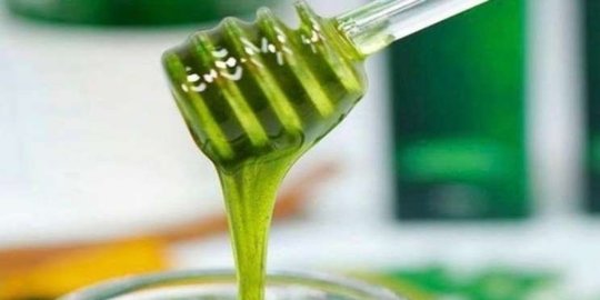 7 Manfaat Madu Hijau bagi Kesehatan Tubuh, Dapat Mengatasi Gangguan Pencernaan