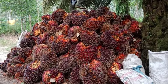 Industri Kelapa Sawit Raup Cuan Berkat Tingginya Harga CPO