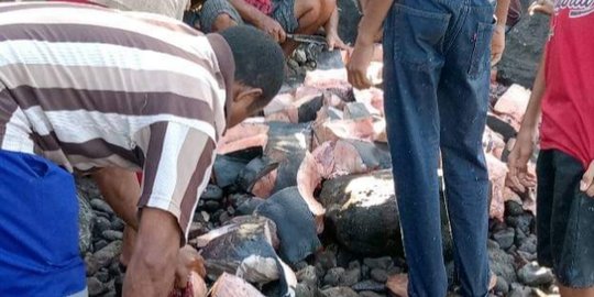 Gagal Diselamatkan, Paus Terdampar di NTT Akhirnya Dikonsumsi Warga