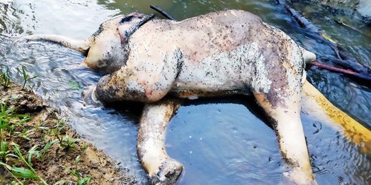 Gajah Liar Ditemukan Mati di Aceh Tenggara, BKSDA Koordinasi dengan Polisi