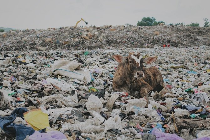 pemandangan miris sapi makan sampah di tpu piyungan