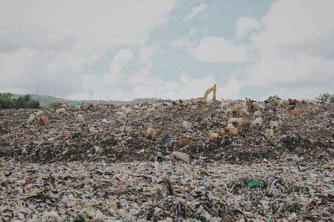 pemandangan miris sapi makan sampah di tpu piyungan