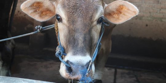 Ribuan Sapi di Aceh Tamiang Terjangkit Virus PMK, Pasar dan Jual Beli Hewan Terhenti