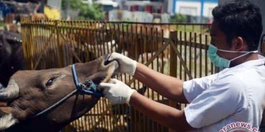 Cegah PMK, BKP Pangkalpinang Menerapkan Karantina Ternak selama 14 Hari