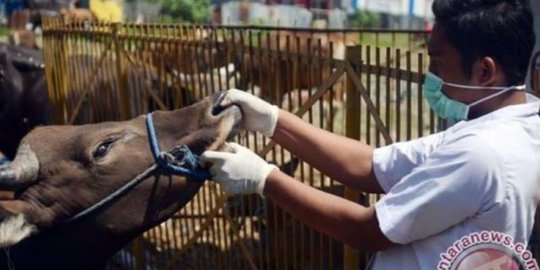 Ganjar Minta Jajaran Siaga di Perbatasan Cegah Penyakit Mulut Kuku Ternak di Jateng