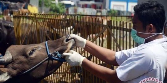 62 Hewan Ternak di Jawa Barat Positif Penyakit Mulut dan Kuku