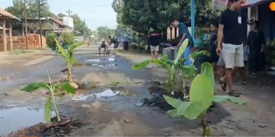 Geram pada Pemerintah, Warga di Jateng Ini Tanam Pohon Pisang di Tengah Jalan