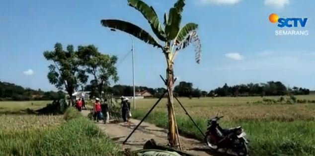 warga di jateng tanam pohon pisang di tengah jalan