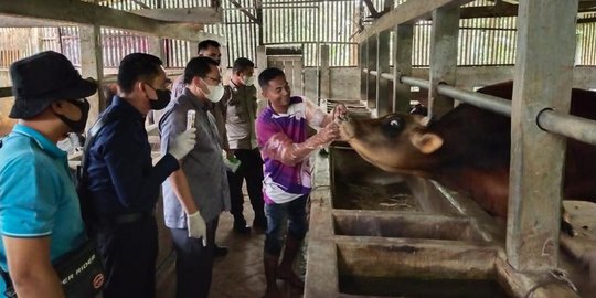 Wabah Penyakit Mulut dan Kuku Serang Sapi di Aceh Kian Meluas