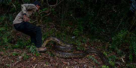 Tragis, Pawang Ular Digigit & Dililit Piton Sampai Jerit Minta Tolong Saat Lepas Liar