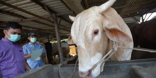 122 Sapi di Kabupaten Malang Terjangkit PMK, Banyak yang Sembuh
