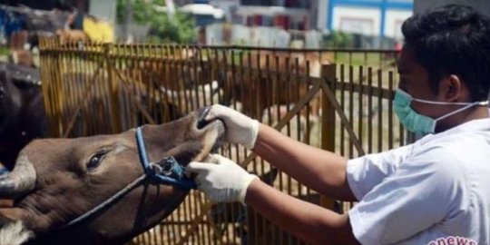 Penjelasan Balai Karantina, Daging Sapi Tertular PMK Masih Aman Dikonsumsi Manusia