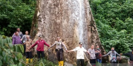 Pohon Terbesar Dunia Ada di Agam Sumbar