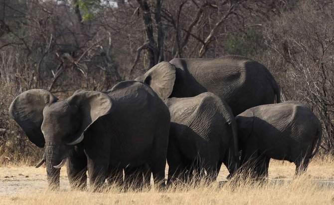 gajah tewas di taman nasional hwange
