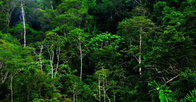 ilustrasi hutan hujan