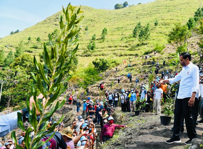 jokowi tanam pohon bersama masyarakat di desa simangulampe