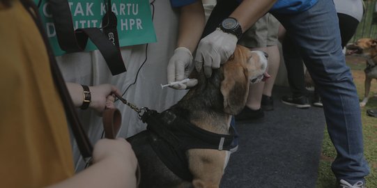 Langkah Penanganan Medis jika Digigit Anjing Rabies