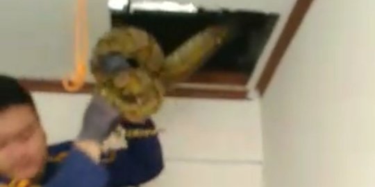 Warga Tangerang Kaget, Ada Ular Sanca Sepanjang 3 Meter Terjebak dalam Plafon