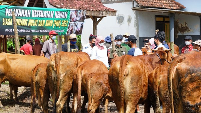 banyuwangi gencarkan surveilans dan bagikan vitamin gratis ke ternak