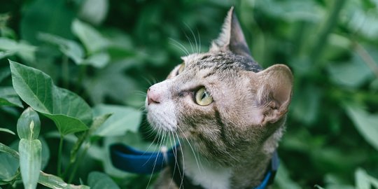 Mengenal Tanaman Catnip dan Alasan Mengapa Kucing Menyukainya