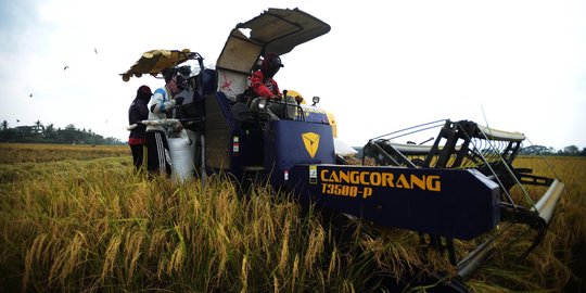 Geliat Petani Panen Padi Lebih Cepat dengan Mesin Potong Modern