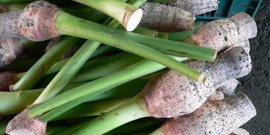 5 Resep Sayur Lompong Batang Talas, Gurih dan Lezat