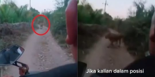 Lewati Hutan, Pengendara Motor Papasan dengan Macan, Jantung Serasa Mau Copot