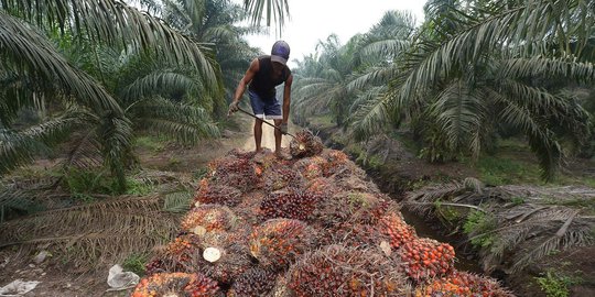 Curhat Petani Sawit Kesulitan Selama Larangan Ekspor CPO dan Minyak goreng