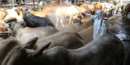 Melihat Tindak Pencegahan Penyakit Mulut dan Kuku pada Sapi di Depok