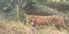 Sedang Memanen Cabai, Petani di Aceh Selatan Diterkam Harimau