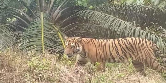 Sedang Memanen Cabai, Petani di Aceh Selatan Diterkam Harimau