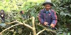 Berani Berubah: Perubahan Proses Kelola, Berimbas Kemakmuran Bagi Petani Kopi
