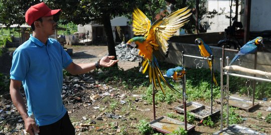 Melihat Sekolah Burung Mahal yang Ramai Diminati di Depok