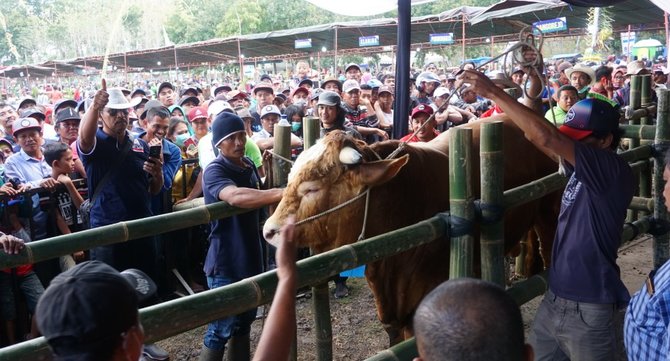 peternak sapi di banyuwangi