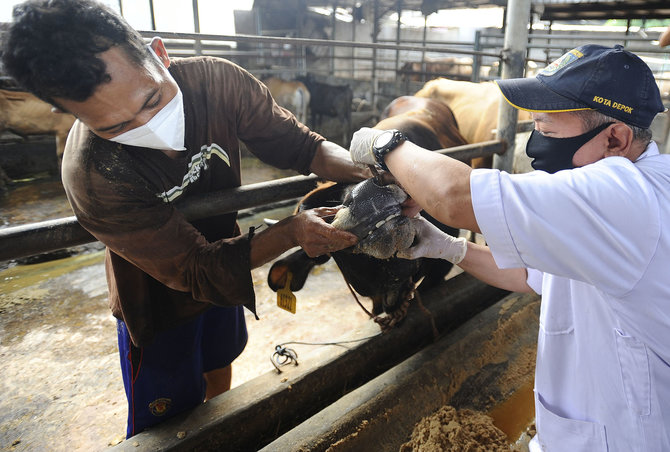 upaya pencegahan penyakit mulut dan kuku pada sapi di depok