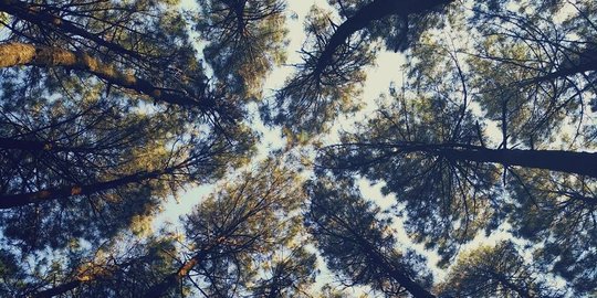 Referensi Wisata Imogiri Paling Hits dan Instagramable, Bisa Memanjakan Mata