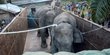 Kerap Masuk Kebun Warga, Dua Gajah Jantan Dipindahkan dari Riau ke Jambi
