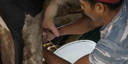 Wabah Penyakit Kuku dan Mulut Tak Pengaruhi Penjualan Susu Sapi Perah