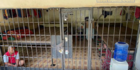 5 TNI Tersangka Kasus Kerangkeng Manusia di Langkat Ditahan di Pomdam Bukit Barisan