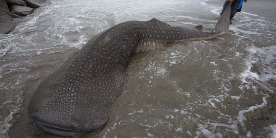 Hiu Paus Langka Ditemukan Mati Terdampar di Pantai Salido Sumbar