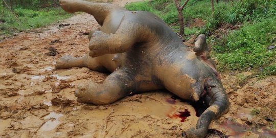 Gajah Betina Ditemukan Mati di Tengah Jalan, Mulut dan Anus Berdarah