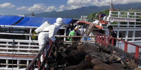Hindari PMK, Ratusan Sapi Bali Dikirim ke Jakarta Lewat Jalur Laut