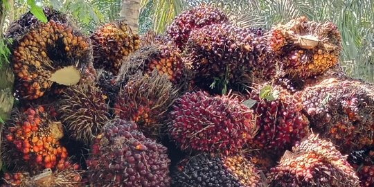 Anggota DPR Pertanyakan Rencana Menko Luhut Audit Lahan dan Konsesi Sawit