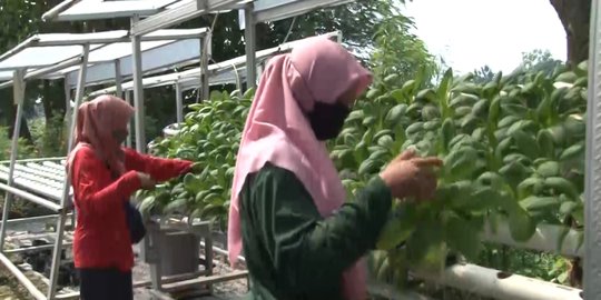 Berani Berubah: Sulap Lahan Kosong jadi Tanaman Hidroponik Berpenghasilan Jutaan