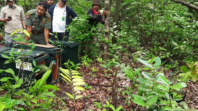 pelepasan burung merak hijau di taman nasional ujung kulon