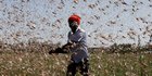 Serangan Mengganas Belalang Kembara di Sumba Tengah, Ini Tips Bagi Petani