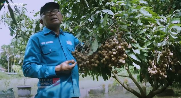 isto petani kelengkeng