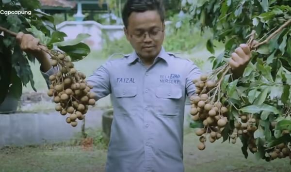 isto petani kelengkeng