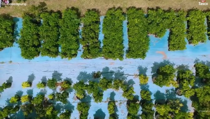 isto petani kelengkeng